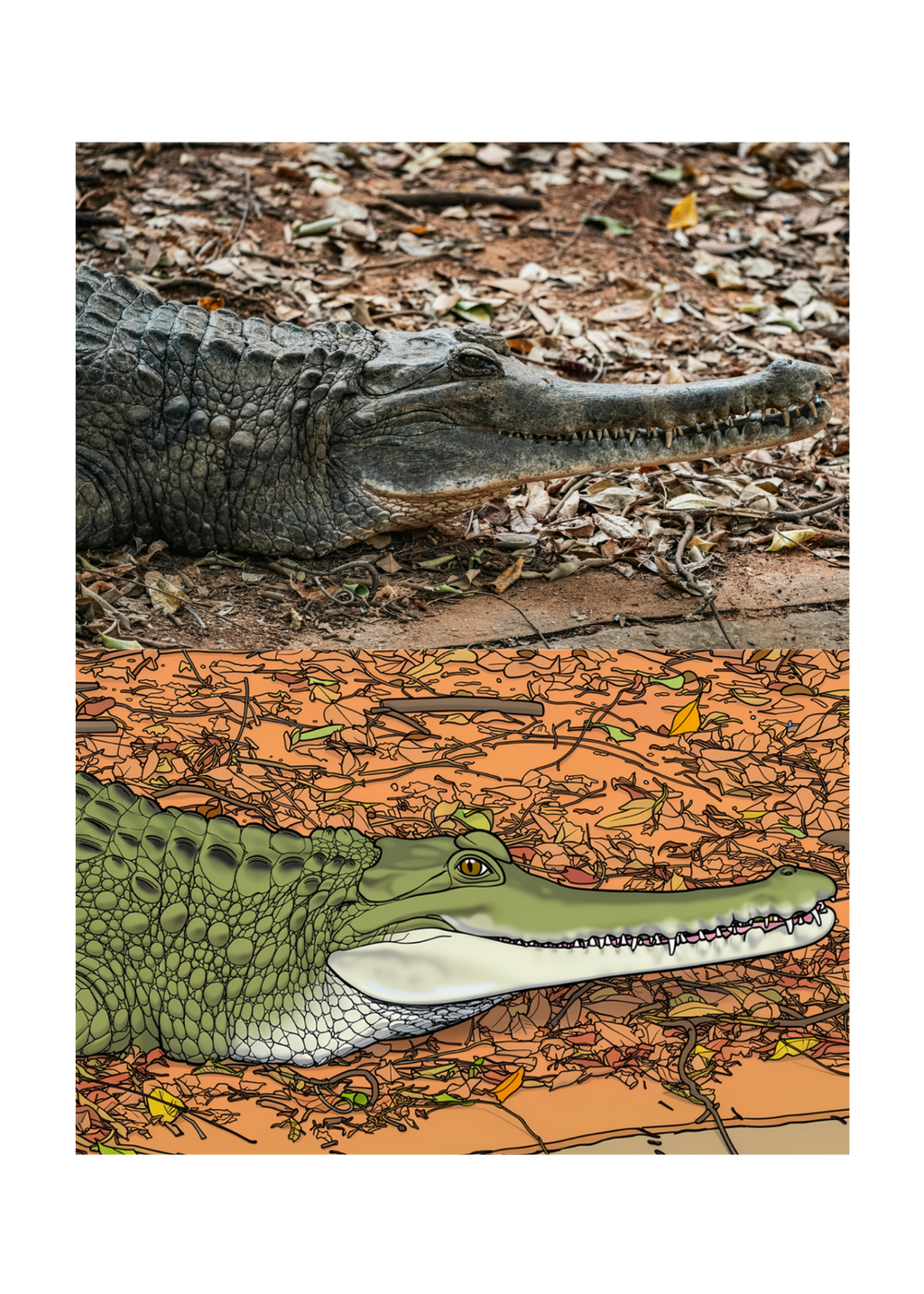 19 Animal Photos with Cartoonified Pictures Bundle - 5 Sizes for Kids Room, Home Decor & Print on Demand