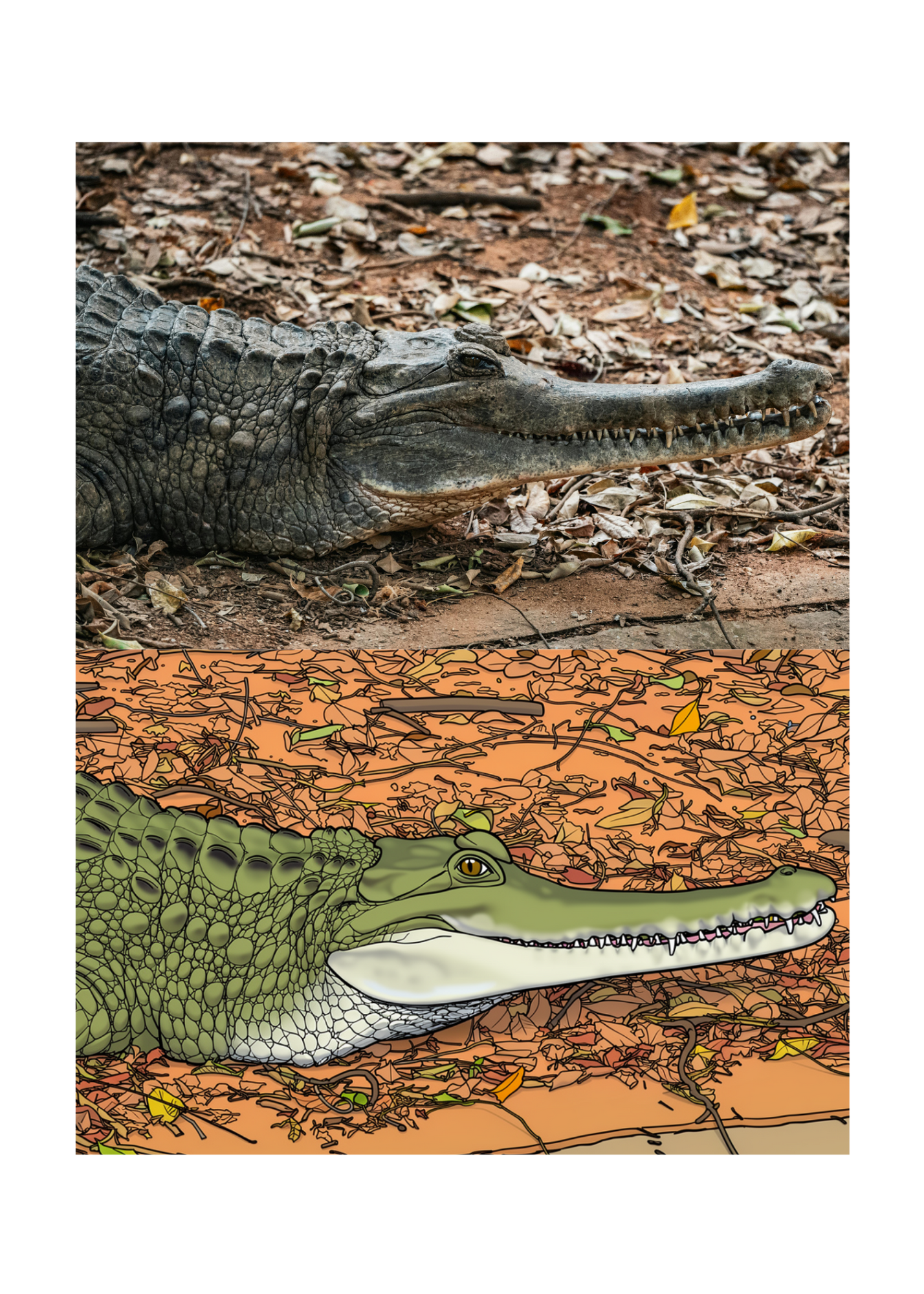 19 Animal Photos with Cartoonified Pictures Bundle - 5 Sizes for Kids Room, Home Decor & Print on Demand