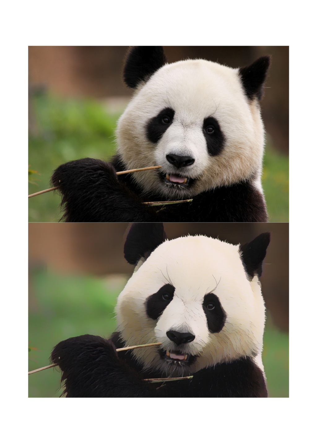 19 Animal Photos with Cartoonified Pictures Bundle - 5 Sizes for Kids Room, Home Decor & Print on Demand