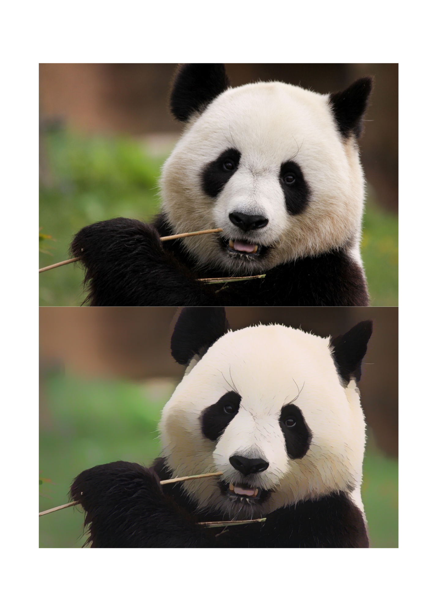 19 Animal Photos with Cartoonified Pictures Bundle - 5 Sizes for Kids Room, Home Decor & Print on Demand