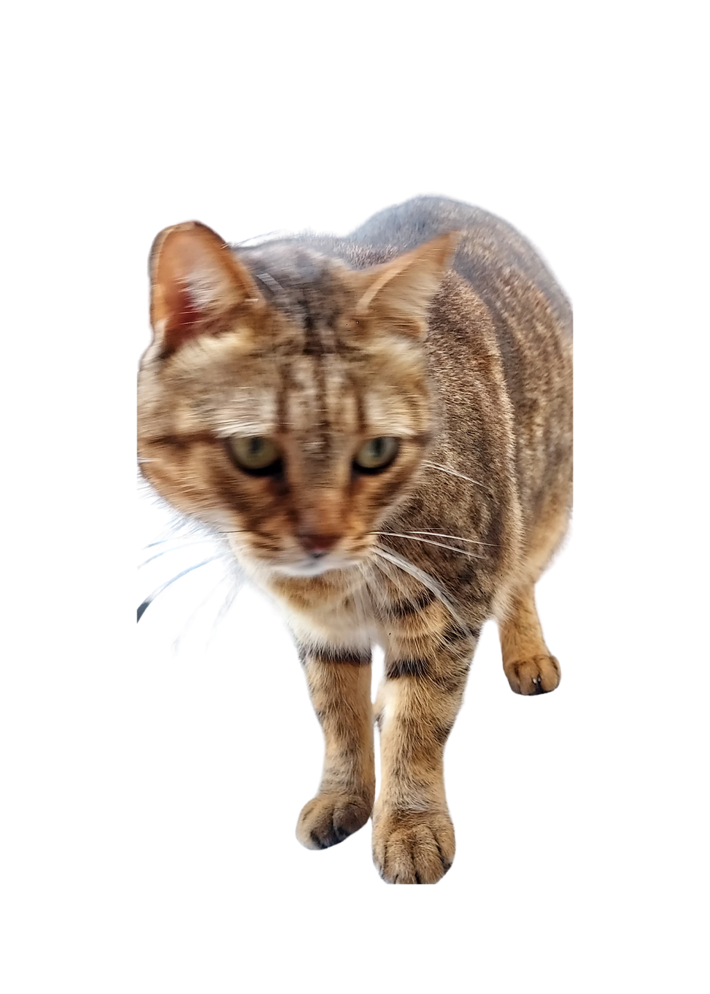 Cat Portrait Original & Cartoon Bundle - Digital Wall Art