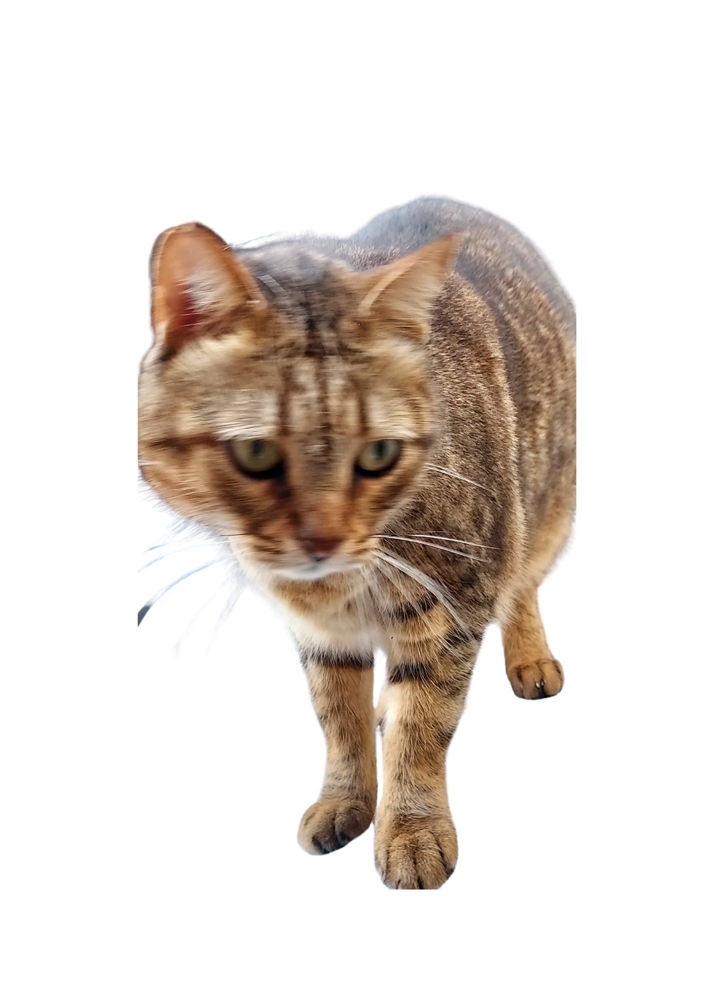 Cat Portrait Original & Cartoon Bundle - Digital Wall Art