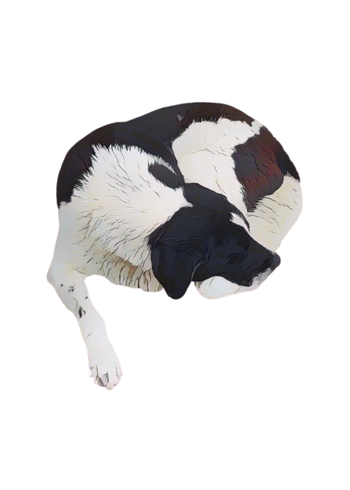 Sleeping Dog Wall Art - Kids Room, Home Decor & Print on Demand