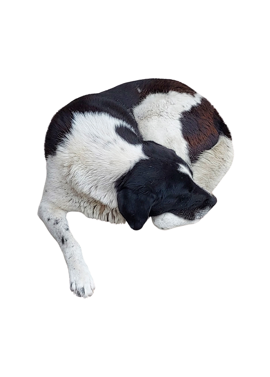 Sleeping Dog Wall Art - Kids Room, Home Decor & Print on Demand