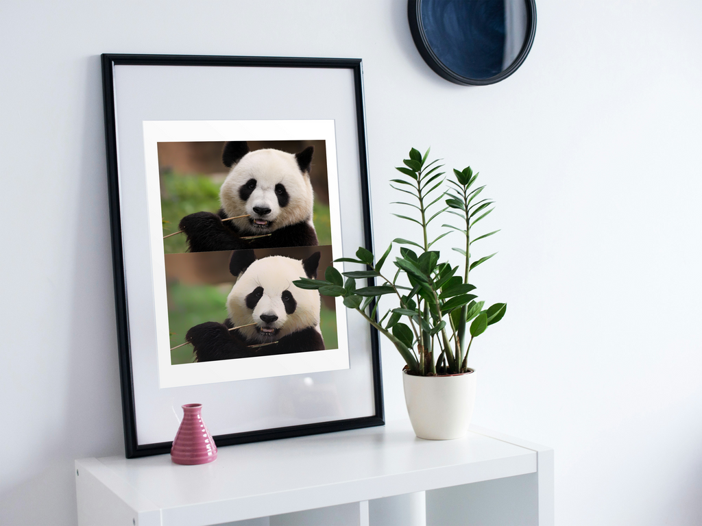 19 Animal Photos with Cartoonified Pictures Bundle - 5 Sizes for Kids Room, Home Decor & Print on Demand